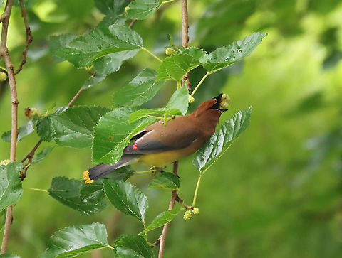 Cedar Waxwing - Bombycilla cedrorum Feasting on mulberries in the rain.

Habitat: Mulberry tree in a semi-rural yard
https://www.jungledragon.com/image/151351/cedar_waxwing_-_bombycilla_cedrorum.html Bombycilla,Bombycilla cedrorum,Cedar Waxwing,Geotagged,Summer,United States,bird,mulberry,waxwing