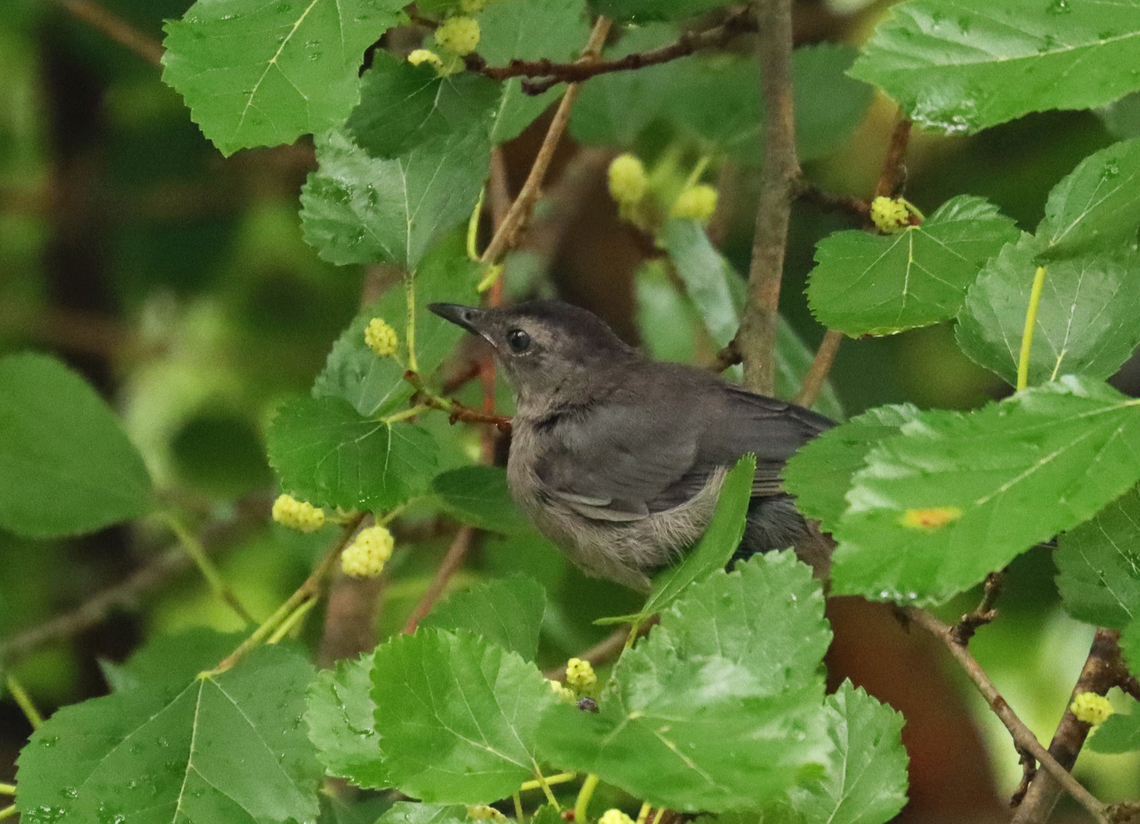 Gray Catbird - Dumetella carolinensis Habitat: Mulberry tree, semi-rural yard Dumetella,Dumetella carolinensis,Geotagged,Gray catbird,Summer,United States,catbird,mulberry