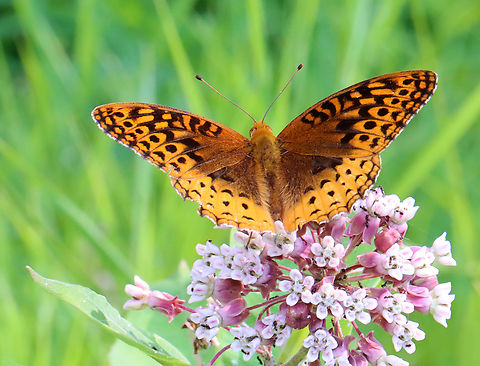 Great Spangled Fritillary - Speyeria cybele Habitat: On milkweed that was covered in ants; meadow Argynnis,Argynnis cybele,Geotagged,Nymphalidae,Speyeria cybele,Summer,United States,butterfly,fritillary,great spangled fritillary