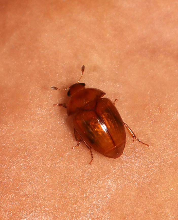Sap Beetle - Pallodes pallidus TL: ~3 mm<br />
<br />
Habitat: Found on a mushroom (bolete); deciduous forest Geotagged,Nitidulidae,Pallodes,Pallodes pallidus,Summer,United States,beetle