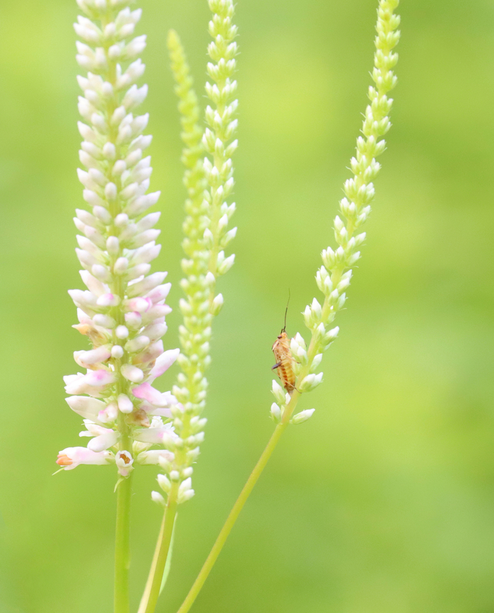 Lygus vanduzeei *Species ID is tentative<br />
<br />
Habitat: Meadow Geotagged,Lygus,Lygus vanduzeei,Summer,United States,bug,miridae,plant bug