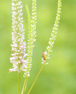 Lygus vanduzeei *Species ID is tentative

Habitat: Meadow Geotagged,Lygus,Lygus vanduzeei,Summer,United States,bug,miridae,plant bug