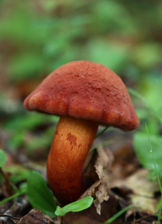 Two-colored Bolete - Baorangia bicolor Habitat: Growing on the ground; deciduous forest Baorangia,Baorangia bicolor,Geotagged,Summer,Two-colored Bolete,United States,bolete,fungus,mushroom