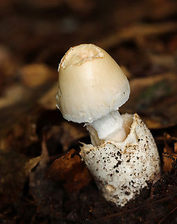 Whetstone's Amidella - Amanita whetstoneae nom. prov. Tentative ID -- Amanita whetstoneae is a provisional name for this mushroom.

Habitat: Growing on the ground next to rotting wood; deciduous forest
https://www.jungledragon.com/image/151365/whetstones_amidella_-_amanita_whetstoneae_nom._prov.html
https://www.jungledragon.com/image/151368/whetstones_amidella_-_amanita_whetstoneae_nom._prov.html
https://www.jungledragon.com/image/151367/whetstones_amidella_-_amanita_whetstoneae_nom._prov.html
https://www.jungledragon.com/image/151366/whetstones_amidella_-_amanita_whetstoneae_nom._prov.html Amanita whetstoneae,Geotagged,Summer,United States,Whetstone's Amidella