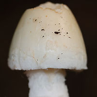 Whetstone's Amidella - Amanita whetstoneae nom. prov. Tentative ID -- Amanita whetstoneae is a provisional name for this mushroom.<br />
<br />
Habitat: Growing on the ground next to rotting wood; deciduous forest<br />
<br />
https://www.jungledragon.com/image/151365/whetstones_amidella_-_amanita_whetstoneae_nom._prov.html<br />
https://www.jungledragon.com/image/151368/whetstones_amidella_-_amanita_whetstoneae_nom._prov.html<br />
https://www.jungledragon.com/image/151367/whetstones_amidella_-_amanita_whetstoneae_nom._prov.html<br />
https://www.jungledragon.com/image/151366/whetstones_amidella_-_amanita_whetstoneae_nom._prov.html Amanita whetstoneae,Geotagged,Summer,United States,Whetstone's Amidella