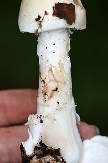 Whetstone's Amidella - Amanita whetstoneae nom. prov. Tentative ID -- Amanita whetstoneae is a provisional name for this mushroom.

Habitat: Growing on the ground next to rotting wood; deciduous forest

https://www.jungledragon.com/image/151365/whetstones_amidella_-_amanita_whetstoneae_nom._prov.html
https://www.jungledragon.com/image/151368/whetstones_amidella_-_amanita_whetstoneae_nom._prov.html
https://www.jungledragon.com/image/151367/whetstones_amidella_-_amanita_whetstoneae_nom._prov.html
https://www.jungledragon.com/image/151366/whetstones_amidella_-_amanita_whetstoneae_nom._prov.html Amanita,Amanita sect. Amidella,Amanita whetstoneae,Geotagged,Summer,United States,Whetstone's Amidella