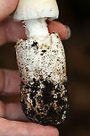 Whetstone's Amidella - Amanita whetstoneae nom. prov. Tentative ID -- Amanita whetstoneae is a provisional name for this mushroom.<br />
<br />
Habitat: Growing on the ground next to rotting wood; deciduous forest<br />
<br />
https://www.jungledragon.com/image/151365/whetstones_amidella_-_amanita_whetstoneae_nom._prov.html<br />
https://www.jungledragon.com/image/151368/whetstones_amidella_-_amanita_whetstoneae_nom._prov.html<br />
https://www.jungledragon.com/image/151367/whetstones_amidella_-_amanita_whetstoneae_nom._prov.html<br />
https://www.jungledragon.com/image/151366/whetstones_amidella_-_amanita_whetstoneae_nom._prov.html Amanita whetstoneae,Geotagged,Summer,United States,Whetstone's Amidella