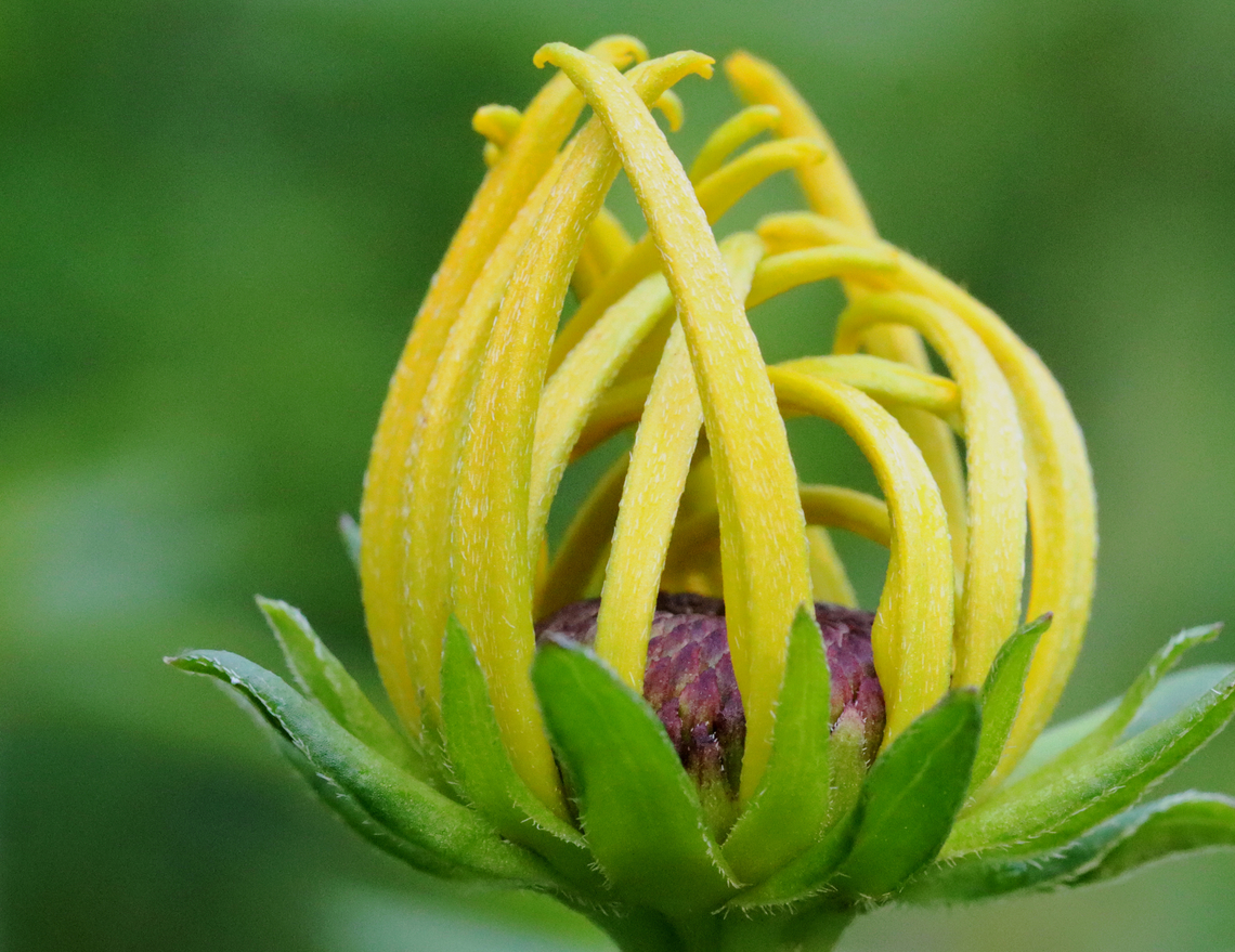 Black-eyed Susan - Rudbeckia sp. Habitat: Overgrown garden<br />
<figure class="photo"><a href="https://www.jungledragon.com/image/151370/black-eyed_susan_-_rudbeckia_sp.html" title="Black-eyed Susan - Rudbeckia sp."><img src="https://s3.amazonaws.com/media.jungledragon.com/images/3232/151370_thumb.jpg?AWSAccessKeyId=05GMT0V3GWVNE7GGM1R2&Expires=1770854410&Signature=9KiZjkwx%2B7ulW5%2Fi2gbt49q4mpg%3D" width="122" height="152" alt="Black-eyed Susan - Rudbeckia sp. Habitat: Overgrown garden<br />
https://www.jungledragon.com/image/151369/black-eyed_susan_-_rudbeckia_sp.html Black-eyed Susan,Geotagged,Rudbeckia,Summer,United States,coneflower" /></a></figure> Geotagged,Summer,United States