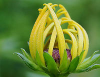 Black-eyed Susan - Rudbeckia sp. Habitat: Overgrown garden<br />
https://www.jungledragon.com/image/151370/black-eyed_susan_-_rudbeckia_sp.html Geotagged,Summer,United States