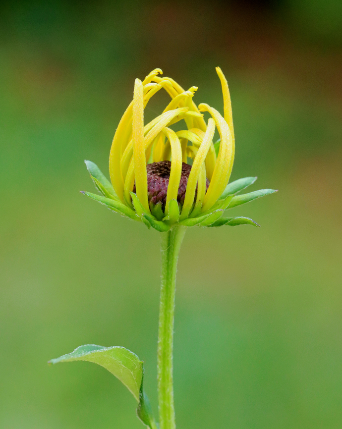 Black-eyed Susan - Rudbeckia sp. Habitat: Overgrown garden<br />
<figure class="photo"><a href="https://www.jungledragon.com/image/151369/black-eyed_susan_-_rudbeckia_sp.html" title="Black-eyed Susan - Rudbeckia sp."><img src="https://s3.amazonaws.com/media.jungledragon.com/images/3232/151369_thumb.jpg?AWSAccessKeyId=05GMT0V3GWVNE7GGM1R2&Expires=1759968010&Signature=VIdd6erd0tZRWWGDhG9v7Ls7LUM%3D" width="200" height="156" alt="Black-eyed Susan - Rudbeckia sp. Habitat: Overgrown garden<br />
https://www.jungledragon.com/image/151370/black-eyed_susan_-_rudbeckia_sp.html Geotagged,Summer,United States" /></a></figure> Black-eyed Susan,Geotagged,Rudbeckia,Summer,United States,coneflower