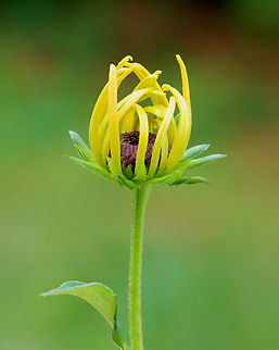 Black-eyed Susan - Rudbeckia sp. Habitat: Overgrown garden
https://www.jungledragon.com/image/151369/black-eyed_susan_-_rudbeckia_sp.html Black-eyed Susan,Geotagged,Rudbeckia,Summer,United States,coneflower