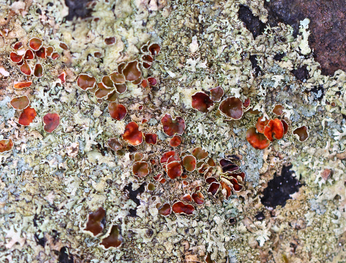 Lichen - Class Lecanoromycetes, Xanthoparmelia sp. Apothecia ranged in color from brown to reddish.<br />
<br />
Substrate: Rock Geotagged,Lecanoromycetes,United States,Winter,Xanthoparmelia,lichen