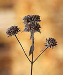Mountain Mint - Pycnanthemum virginianum Habitat: Found in an old garden<br />
https://www.jungledragon.com/image/151778/mountain_mint_-_pycnanthemum_virginianum.html<br />
https://www.jungledragon.com/image/151780/mountain_mint_-_pycnanthemum_virginianum.html<br />
https://www.jungledragon.com/image/151779/mountain_mint_-_pycnanthemum_virginianum.html<br />
 Geotagged,Pycnanthemum virginianum,United States,Virginia mountain-mint,Winter