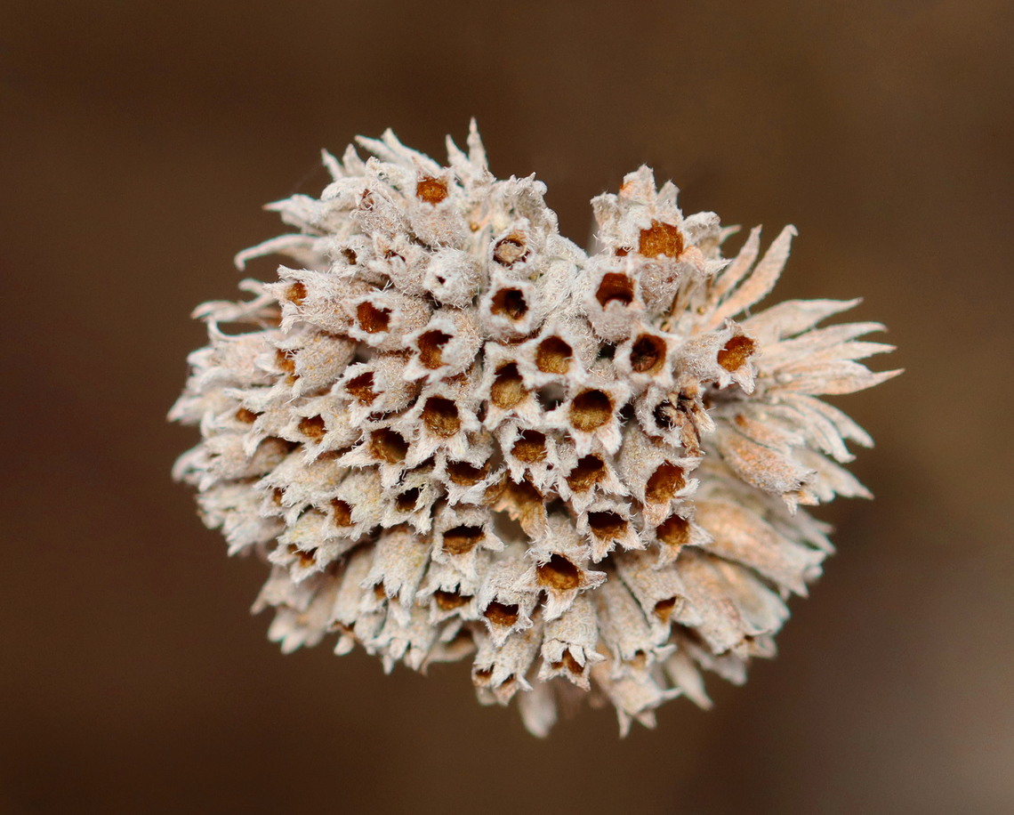 Mountain Mint - Pycnanthemum virginianum Habitat: Found in an old garden<br />
<figure class="photo"><a href="https://www.jungledragon.com/image/151778/mountain_mint_-_pycnanthemum_virginianum.html" title="Mountain Mint - Pycnanthemum virginianum"><img src="https://s3.amazonaws.com/media.jungledragon.com/images/3232/151778_thumb.jpg?AWSAccessKeyId=05GMT0V3GWVNE7GGM1R2&Expires=1763596810&Signature=g6JpiqZkficESIEnZINH3XsVkVg%3D" width="128" height="152" alt="Mountain Mint - Pycnanthemum virginianum Habitat: Found in an old garden<br />
https://www.jungledragon.com/image/151778/mountain_mint_-_pycnanthemum_virginianum.html<br />
https://www.jungledragon.com/image/151780/mountain_mint_-_pycnanthemum_virginianum.html<br />
https://www.jungledragon.com/image/151779/mountain_mint_-_pycnanthemum_virginianum.html<br />
 Geotagged,Pycnanthemum virginianum,United States,Virginia mountain-mint,Winter" /></a></figure><br />
<figure class="photo"><a href="https://www.jungledragon.com/image/151780/mountain_mint_-_pycnanthemum_virginianum.html" title="Mountain Mint - Pycnanthemum virginianum"><img src="https://s3.amazonaws.com/media.jungledragon.com/images/3232/151780_thumb.jpg?AWSAccessKeyId=05GMT0V3GWVNE7GGM1R2&Expires=1763596810&Signature=Td1LtIjNTLrfihTfjdjcH39kF7s%3D" width="200" height="150" alt="Mountain Mint - Pycnanthemum virginianum Habitat: Found in an old garden<br />
https://www.jungledragon.com/image/151778/mountain_mint_-_pycnanthemum_virginianum.html<br />
https://www.jungledragon.com/image/151780/mountain_mint_-_pycnanthemum_virginianum.html<br />
https://www.jungledragon.com/image/151779/mountain_mint_-_pycnanthemum_virginianum.html<br />
 Geotagged,Pycnanthemum,Pycnanthemum virginianum,United States,Virginia mountain-mint,Winter,mountain mint" /></a></figure><br />
<figure class="photo"><a href="https://www.jungledragon.com/image/151779/mountain_mint_-_pycnanthemum_virginianum.html" title="Mountain Mint - Pycnanthemum virginianum"><img src="https://s3.amazonaws.com/media.jungledragon.com/images/3232/151779_thumb.jpg?AWSAccessKeyId=05GMT0V3GWVNE7GGM1R2&Expires=1763596810&Signature=gsRmpikF8vKvv9%2BxrSCRJdmGwXg%3D" width="200" height="162" alt="Mountain Mint - Pycnanthemum virginianum Habitat: Found in an old garden<br />
https://www.jungledragon.com/image/151778/mountain_mint_-_pycnanthemum_virginianum.html<br />
https://www.jungledragon.com/image/151780/mountain_mint_-_pycnanthemum_virginianum.html<br />
https://www.jungledragon.com/image/151779/mountain_mint_-_pycnanthemum_virginianum.html<br />
 Geotagged,Pycnanthemum virginianum,United States,Virginia mountain-mint,Winter" /></a></figure><br />
 Geotagged,Pycnanthemum virginianum,United States,Virginia mountain-mint,Winter