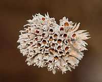 Mountain Mint - Pycnanthemum virginianum Habitat: Found in an old garden<br />
https://www.jungledragon.com/image/151778/mountain_mint_-_pycnanthemum_virginianum.html<br />
https://www.jungledragon.com/image/151780/mountain_mint_-_pycnanthemum_virginianum.html<br />
https://www.jungledragon.com/image/151779/mountain_mint_-_pycnanthemum_virginianum.html<br />
 Geotagged,Pycnanthemum virginianum,United States,Virginia mountain-mint,Winter