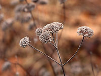 Mountain Mint - Pycnanthemum virginianum Habitat: Found in an old garden<br />
https://www.jungledragon.com/image/151778/mountain_mint_-_pycnanthemum_virginianum.html<br />
https://www.jungledragon.com/image/151780/mountain_mint_-_pycnanthemum_virginianum.html<br />
https://www.jungledragon.com/image/151779/mountain_mint_-_pycnanthemum_virginianum.html<br />
 Geotagged,Pycnanthemum,Pycnanthemum virginianum,United States,Virginia mountain-mint,Winter,mountain mint