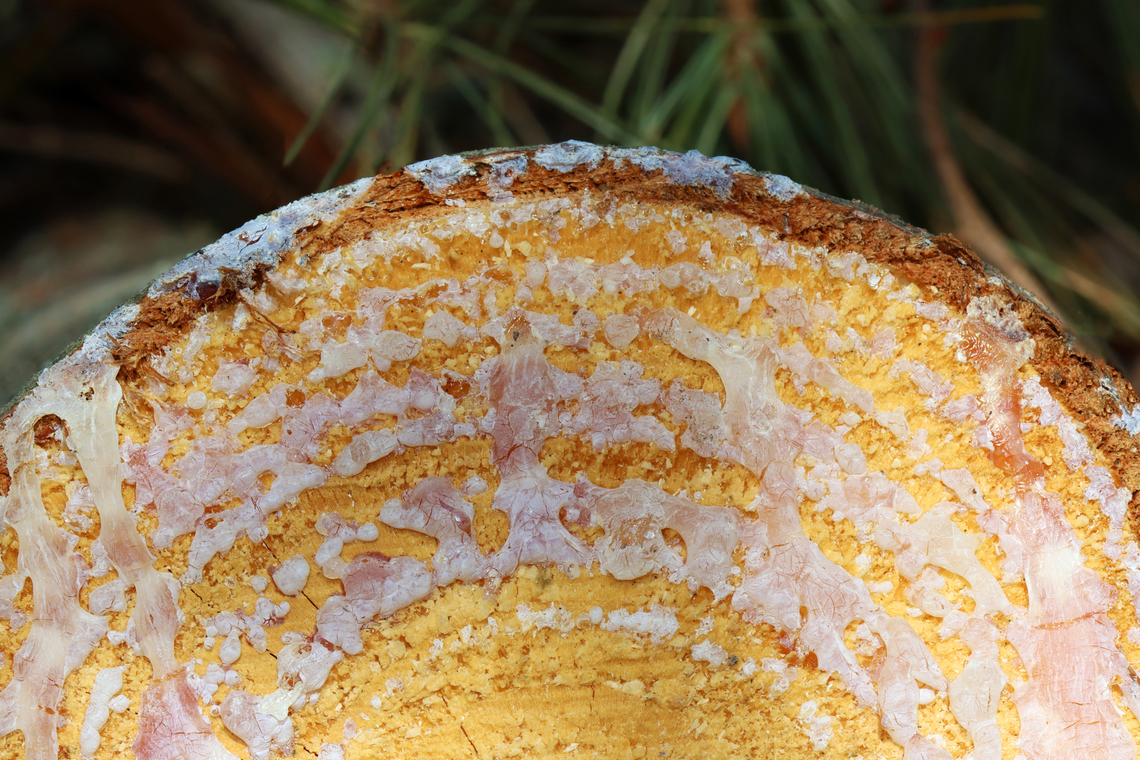 Eastern White Pine Sap - Pinus strobus Dried sap on the end of a cut log Eastern White Pine,Geotagged,Pinus strobus,United States,Winter,pine,pinus,sap