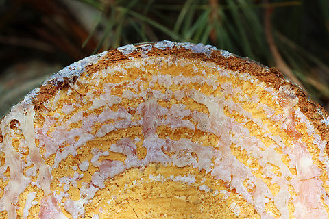 Eastern White Pine Sap - Pinus strobus Dried sap on the end of a cut log Eastern White Pine,Geotagged,Pinus strobus,United States,Winter,pine,pinus,sap