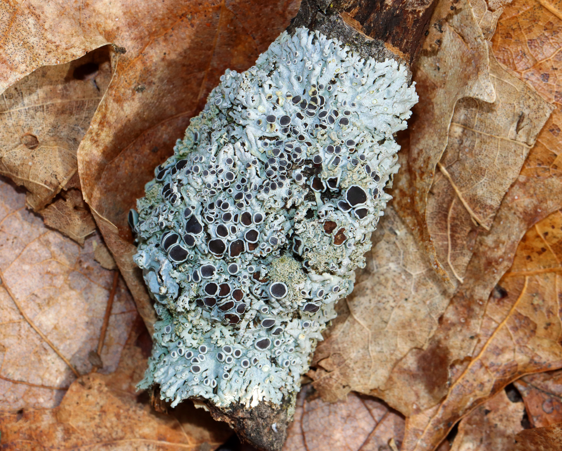 Lichen - Physcia sp. Substrate: Growing on a hardwood stick Geotagged,Physcia,United States,Winter,lichen