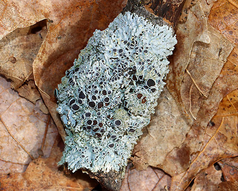 Lichen - Physcia sp. Substrate: Growing on a hardwood stick Geotagged,Physcia,United States,Winter,lichen