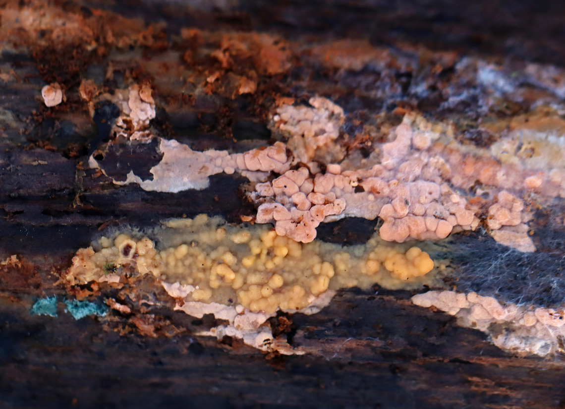 Crust Fungus? I don&#039;t know if the pink and yellowish-orange fungi are the same species or not. The small patch of blue to the left is Chlorociboria sp.<br />
<br />
Habitat: Growing on rotting wood; mixed forest Fall,Geotagged,United States,crust fungus,fungi,fungus