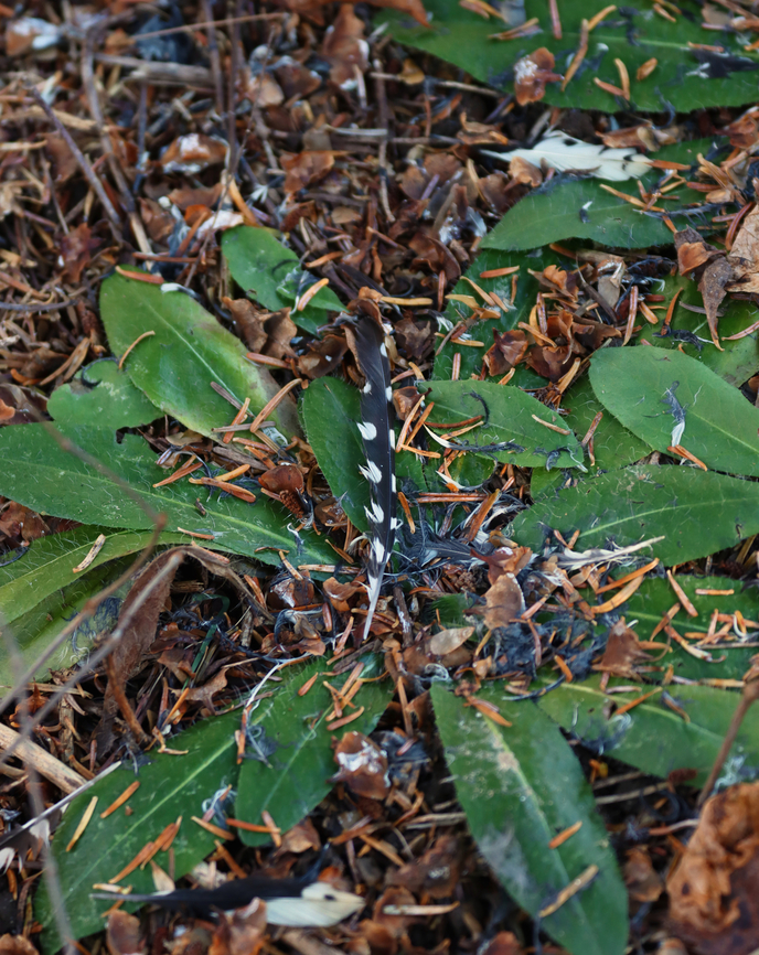 Downy Woodpecker Feathers - Dryobates pubescens It looked for sure like the woodpecker met a violent end.<br />
<br />
Habitat: Mixed forest Dryobates pubescens,Fall,Geotagged,United States,dryobates,feather,woodpecker