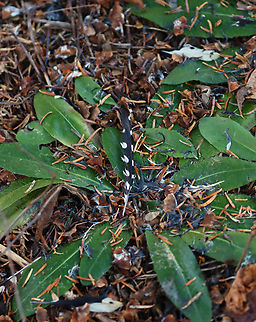 Downy Woodpecker Feathers - Dryobates pubescens It looked for sure like the woodpecker met a violent end.

Habitat: Mixed forest Dryobates pubescens,Fall,Geotagged,United States,dryobates,feather,woodpecker