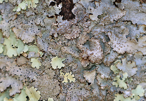 Lichen - Punctelia rudecta The black spots are fungus growing on the lichen.

Substrate: Wood; old fence post bordering a meadow
https://www.jungledragon.com/image/151878/lichen_-_order_lecanorales.html Geotagged,Lecanorales,Punctelia rudecta,United States,Winter,lichen