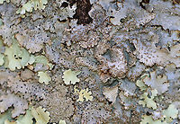 Lichen - Punctelia rudecta The black spots are fungus growing on the lichen.<br />
<br />
Substrate: Wood; old fence post bordering a meadow<br />
https://www.jungledragon.com/image/151878/lichen_-_order_lecanorales.html Geotagged,Lecanorales,Punctelia rudecta,United States,Winter,lichen