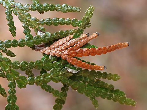 Arborvitae Leafminer - Argyresthia thuiella Host: Thuja occidentalis (northern white cedar) Arborvitae Leafminer,Argyresthia,Argyresthia thuiella,Geotagged,United States,Winter,leaf mine,leafmine,leafminer,moth,signs of wildlife