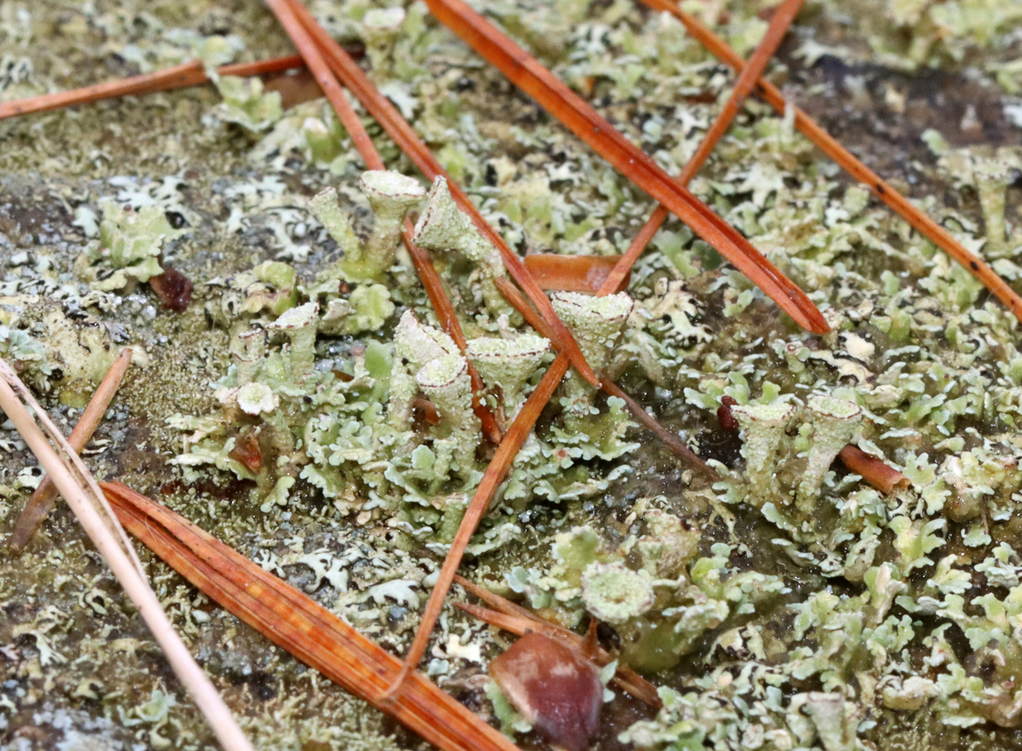 Pixie Cups - Cladonia sp. Substrate: Growing on a stone wall; pine forest Cladonia,Geotagged,United States,Winter,lichen,pixie cups