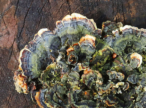 Turkey Tail - Trametes versicolor Sadly blurry, but I'm sharing it anyway because the colors were so vibrant.

Substrate: Cut log; deciduous forest Geotagged,Trametes versicolor,Turkey Tail,United States,Winter,fungus,trametes