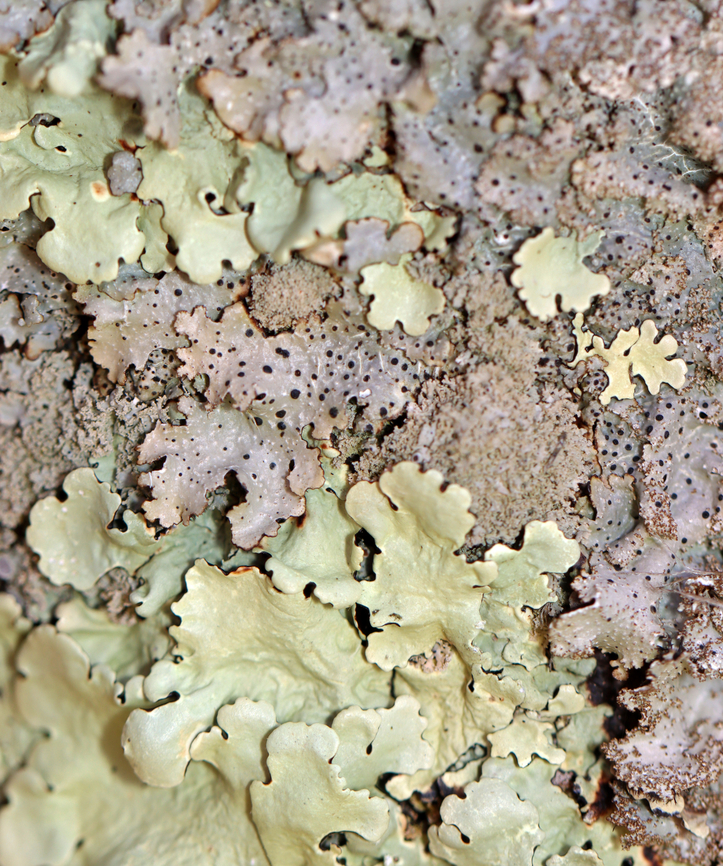 Lichen - Punctelia rudecta The black spots are fungus growing on the lichen.<br />
<br />
Substrate: Wood; old fence post bordering a meadow<br />
<figure class="photo"><a href="https://www.jungledragon.com/image/151874/lichen_-_punctelia_rudecta.html" title="Lichen - Punctelia rudecta"><img src="https://s3.amazonaws.com/media.jungledragon.com/images/3232/151874_thumb.jpg?AWSAccessKeyId=05GMT0V3GWVNE7GGM1R2&Expires=1759968010&Signature=8yjpAIA9GTjG8o2a4jy6kxsO29U%3D" width="200" height="140" alt="Lichen - Punctelia rudecta The black spots are fungus growing on the lichen.<br />
<br />
Substrate: Wood; old fence post bordering a meadow<br />
https://www.jungledragon.com/image/151878/lichen_-_order_lecanorales.html Geotagged,Lecanorales,Punctelia rudecta,United States,Winter,lichen" /></a></figure> Geotagged,Punctelia,Punctelia rudecta,United States,Winter