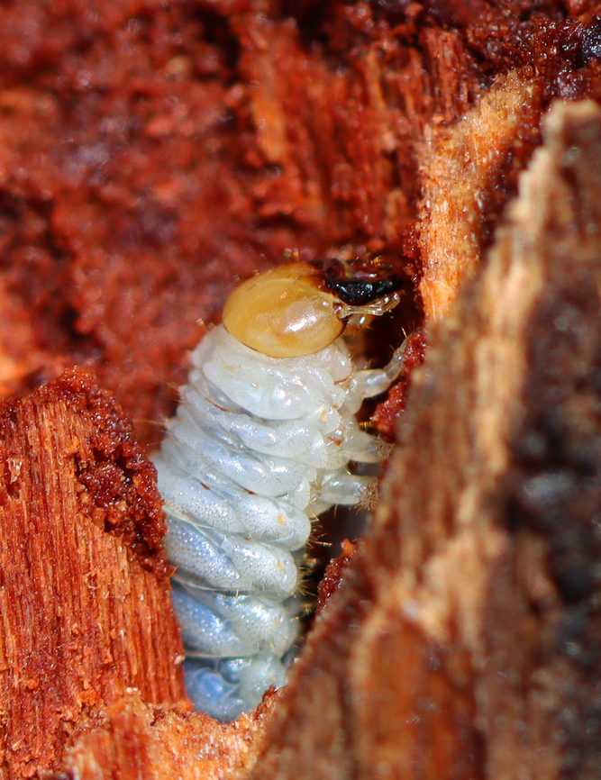 Beetle Larva - Coleoptera I found the larva in rotting wood -- I'm not sure if it was a conifer or hardwood.<br />
<br />
Habitat: Mixed forest Geotagged,Spring,United States,beetle,beetle larva,coleoptera,larva