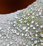 Lichen - Lepra sp. Substrate: Growing on a stick - likely hardwood<br />
https://www.jungledragon.com/image/152105/lichen_-_lepra_sp.html Geotagged,Spring,United States,lepra,lichen