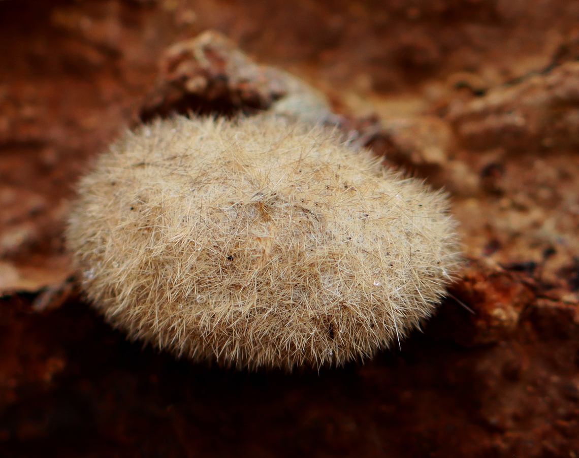 Hickory Tussock Moth Pupa - Lophocampa caryae Oblong cocoon with black and white setae woven into it. The setae, which are urticating, come from the caterpillar stage.<br />
<br />
Habitat: Found on the underside of a rotting log Arctiidae,Geotagged,Hickory tussock moth,Lophocampa,Lophocampa caryae,Spring,United States,moth pupa,pupa