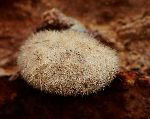 Hickory Tussock Moth Pupa - Lophocampa caryae Oblong cocoon with black and white setae woven into it. The setae, which are urticating, come from the caterpillar stage.

Habitat: Found on the underside of a rotting log Arctiidae,Geotagged,Hickory tussock moth,Lophocampa,Lophocampa caryae,Spring,United States,moth pupa,pupa