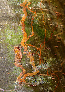 White Pine Barkminer - Marmara fasciella The larvae mine under the cuticle of twigs.

Host: White pine (Pinus strobus) Geotagged,Gracillariidae,Marmara fasciella,Spring,United States,White Pine Barkminer,barkminer,marmara,pine,pinus,white pine
