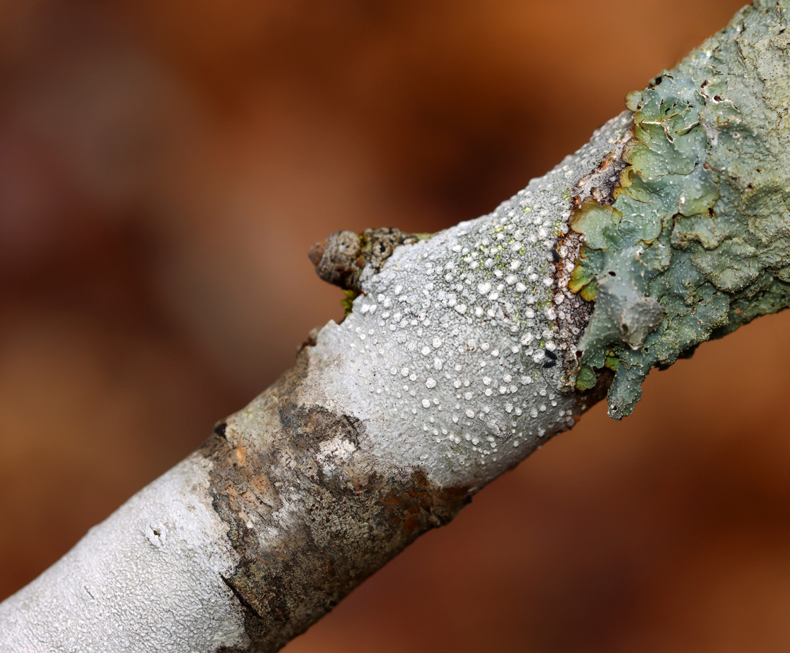 Lichen - Lepra sp. *ID is for the lichen in the middle <br />
<br />
Substrate: Growing on a stick - likely hardwood<br />
<figure class="photo"><a href="https://www.jungledragon.com/image/152101/lichen_-_lepra_sp.html" title="Lichen - Lepra sp."><img src="https://s3.amazonaws.com/media.jungledragon.com/images/3232/152101_thumb.jpg?AWSAccessKeyId=05GMT0V3GWVNE7GGM1R2&Expires=1767225610&Signature=gvD97b86sF6PtE9ltrXUPLw0jyc%3D" width="142" height="152" alt="Lichen - Lepra sp. Substrate: Growing on a stick - likely hardwood<br />
https://www.jungledragon.com/image/152105/lichen_-_lepra_sp.html Geotagged,Spring,United States,lepra,lichen" /></a></figure> Geotagged,Spring,United States