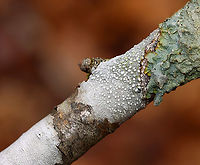 Lichen - Lepra sp. *ID is for the lichen in the middle <br />
<br />
Substrate: Growing on a stick - likely hardwood<br />
https://www.jungledragon.com/image/152101/lichen_-_lepra_sp.html Geotagged,Spring,United States