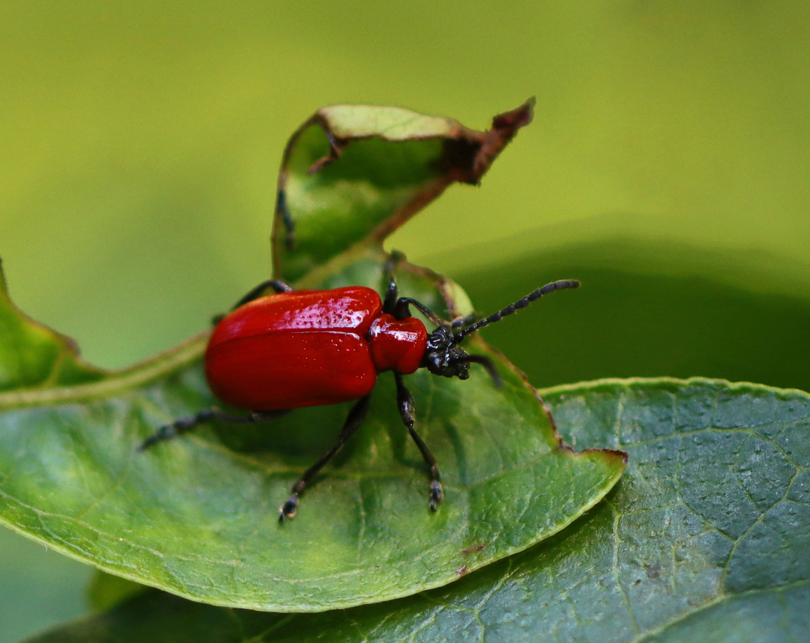 Lily Leaf Beetle - Lilioceris lilii I saw several adults, but no eggs or larvae.<br />
<br />
Habitat: Vegetation near the edge of a pond Geotagged,Lilioceris,Lilioceris lilii,Lily leaf beetle,Summer,United States,beetle,leaf beetle