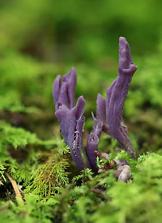 Violet Coral - Clavaria zollingeri Habitat: Growing in moss near the edge of a bog Clavaria,Clavaria zollingeri,Geotagged,Summer,United States,Violet Coral,coral fungi,fungus