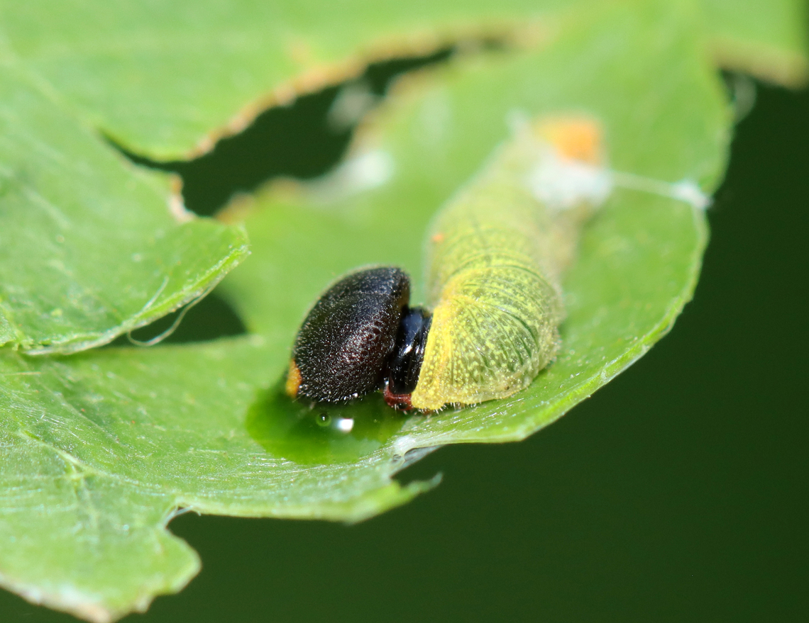 Silver-spotted Skipper (Epargyreus clarus) Note the puddle of green goo under the caterpillar's head -- when disturbed, larvae regurgitate a greenish chemical as a defense.<br />
<br />
Habitat: Some plant (I'm still trying to ID it); pondside in a mixed forested wetland<br />
<figure class="photo"><a href="https://www.jungledragon.com/image/152179/silver-spotted_skipper_epargyreus_clarus_leaf_shelter.html" title="Silver-spotted Skipper (Epargyreus clarus) Leaf Shelter"><img src="https://s3.amazonaws.com/media.jungledragon.com/images/3232/152179_thumb.jpg?AWSAccessKeyId=05GMT0V3GWVNE7GGM1R2&Expires=1770854410&Signature=XVzE5OCfdr9cDPik7NR%2F6trnhzM%3D" width="200" height="158" alt="Silver-spotted Skipper (Epargyreus clarus) Leaf Shelter The caterpillar was under the leaf fold!<br />
<br />
Habitat: Some plant (I'm still trying to ID it); pondside in a mixed forested wetland<br />
https://www.jungledragon.com/image/152179/silver-spotted_skipper_epargyreus_clarus_leaf_shelter.html<br />
https://www.jungledragon.com/image/152178/silver-spotted_skipper_epargyreus_clarus.html<br />
https://www.jungledragon.com/image/152177/silver-spotted_skipper_epargyreus_clarus.html<br />
https://www.jungledragon.com/image/152176/silver-spotted_skipper_epargyreus_clarus.html<br />
https://www.jungledragon.com/image/152175/silver-spotted_skipper_epargyreus_clarus.html<br />
https://www.jungledragon.com/image/152180/silver-spotted_skipper_epargyreus_clarus_leaf_shelter.html<br />
https://www.jungledragon.com/image/152181/silver-spotted_skipper_epargyreus_clarus.html Epargyreus clarus,Geotagged,Silver-spotted Skipper,Summer,United States,caterpillar,larva,leaf shelter,signs of wildlife" /></a></figure><br />
<figure class="photo"><a href="https://www.jungledragon.com/image/152178/silver-spotted_skipper_epargyreus_clarus.html" title="Silver-spotted Skipper (Epargyreus clarus)"><img src="https://s3.amazonaws.com/media.jungledragon.com/images/3232/152178_thumb.jpg?AWSAccessKeyId=05GMT0V3GWVNE7GGM1R2&Expires=1770854410&Signature=zH4uy3GoIYlm%2FUKdW2pL7SBT0mI%3D" width="200" height="150" alt="Silver-spotted Skipper (Epargyreus clarus) Habitat: Some plant (I'm still trying to ID it); pondside in a mixed forested wetland<br />
https://www.jungledragon.com/image/152179/silver-spotted_skipper_epargyreus_clarus_leaf_shelter.html<br />
https://www.jungledragon.com/image/152178/silver-spotted_skipper_epargyreus_clarus.html<br />
https://www.jungledragon.com/image/152177/silver-spotted_skipper_epargyreus_clarus.html<br />
https://www.jungledragon.com/image/152176/silver-spotted_skipper_epargyreus_clarus.html<br />
https://www.jungledragon.com/image/152175/silver-spotted_skipper_epargyreus_clarus.html<br />
https://www.jungledragon.com/image/152180/silver-spotted_skipper_epargyreus_clarus_leaf_shelter.html<br />
https://www.jungledragon.com/image/152181/silver-spotted_skipper_epargyreus_clarus.html Epargyreus clarus,Geotagged,Silver-spotted Skipper,Summer,United States" /></a></figure><br />
<figure class="photo"><a href="https://www.jungledragon.com/image/152177/silver-spotted_skipper_epargyreus_clarus.html" title="Silver-spotted Skipper (Epargyreus clarus)"><img src="https://s3.amazonaws.com/media.jungledragon.com/images/3232/152177_thumb.jpg?AWSAccessKeyId=05GMT0V3GWVNE7GGM1R2&Expires=1770854410&Signature=igZSyqFDuC05tpLjwp7Ja%2BoVxvc%3D" width="200" height="166" alt="Silver-spotted Skipper (Epargyreus clarus) With that big head, I'm assuming it works out at the library.<br />
<br />
Habitat: Some plant (I'm still trying to ID it); pondside in a mixed forested wetland<br />
https://www.jungledragon.com/image/152179/silver-spotted_skipper_epargyreus_clarus_leaf_shelter.html<br />
https://www.jungledragon.com/image/152178/silver-spotted_skipper_epargyreus_clarus.html<br />
https://www.jungledragon.com/image/152177/silver-spotted_skipper_epargyreus_clarus.html<br />
https://www.jungledragon.com/image/152176/silver-spotted_skipper_epargyreus_clarus.html<br />
https://www.jungledragon.com/image/152175/silver-spotted_skipper_epargyreus_clarus.html<br />
https://www.jungledragon.com/image/152180/silver-spotted_skipper_epargyreus_clarus_leaf_shelter.html<br />
https://www.jungledragon.com/image/152181/silver-spotted_skipper_epargyreus_clarus.html Epargyreus clarus,Geotagged,Silver-spotted Skipper,Summer,United States" /></a></figure><br />
<figure class="photo"><a href="https://www.jungledragon.com/image/152176/silver-spotted_skipper_epargyreus_clarus.html" title="Silver-spotted Skipper (Epargyreus clarus)"><img src="https://s3.amazonaws.com/media.jungledragon.com/images/3232/152176_thumb.jpg?AWSAccessKeyId=05GMT0V3GWVNE7GGM1R2&Expires=1770854410&Signature=ePMDYo7FdPBa8CiTKPk2E%2BY%2F5UM%3D" width="200" height="168" alt="Silver-spotted Skipper (Epargyreus clarus) Habitat: Some plant (I'm still trying to ID it); pondside in a mixed forested wetland<br />
https://www.jungledragon.com/image/152179/silver-spotted_skipper_epargyreus_clarus_leaf_shelter.html<br />
https://www.jungledragon.com/image/152178/silver-spotted_skipper_epargyreus_clarus.html<br />
https://www.jungledragon.com/image/152177/silver-spotted_skipper_epargyreus_clarus.html<br />
https://www.jungledragon.com/image/152176/silver-spotted_skipper_epargyreus_clarus.html<br />
https://www.jungledragon.com/image/152175/silver-spotted_skipper_epargyreus_clarus.html<br />
https://www.jungledragon.com/image/152180/silver-spotted_skipper_epargyreus_clarus_leaf_shelter.html<br />
https://www.jungledragon.com/image/152181/silver-spotted_skipper_epargyreus_clarus.html Epargyreus clarus,Geotagged,Silver-spotted Skipper,Summer,United States" /></a></figure><br />
<figure class="photo"><a href="https://www.jungledragon.com/image/152175/silver-spotted_skipper_epargyreus_clarus.html" title="Silver-spotted Skipper (Epargyreus clarus)"><img src="https://s3.amazonaws.com/media.jungledragon.com/images/3232/152175_thumb.jpg?AWSAccessKeyId=05GMT0V3GWVNE7GGM1R2&Expires=1770854410&Signature=O9HMWwawRiOaMHDocF4tAbH0x0c%3D" width="200" height="156" alt="Silver-spotted Skipper (Epargyreus clarus) Note the puddle of green goo under the caterpillar's head -- when disturbed, larvae regurgitate a greenish chemical as a defense.<br />
<br />
Habitat: Some plant (I'm still trying to ID it); pondside in a mixed forested wetland<br />
https://www.jungledragon.com/image/152179/silver-spotted_skipper_epargyreus_clarus_leaf_shelter.html<br />
https://www.jungledragon.com/image/152178/silver-spotted_skipper_epargyreus_clarus.html<br />
https://www.jungledragon.com/image/152177/silver-spotted_skipper_epargyreus_clarus.html<br />
https://www.jungledragon.com/image/152176/silver-spotted_skipper_epargyreus_clarus.html<br />
https://www.jungledragon.com/image/152175/silver-spotted_skipper_epargyreus_clarus.html<br />
https://www.jungledragon.com/image/152180/silver-spotted_skipper_epargyreus_clarus_leaf_shelter.html<br />
https://www.jungledragon.com/image/152181/silver-spotted_skipper_epargyreus_clarus.html Caterpillar,Epargyreus,Epargyreus clarus,Geotagged,Silver-spotted Skipper,Summer,United States,larva" /></a></figure><br />
<figure class="photo"><a href="https://www.jungledragon.com/image/152180/silver-spotted_skipper_epargyreus_clarus_leaf_shelter.html" title="Silver-spotted Skipper (Epargyreus clarus) Leaf Shelter"><img src="https://s3.amazonaws.com/media.jungledragon.com/images/3232/152180_thumb.jpg?AWSAccessKeyId=05GMT0V3GWVNE7GGM1R2&Expires=1770854410&Signature=v4%2FDGHAiRjgT62crQ6wrSs3NPCI%3D" width="124" height="152" alt="Silver-spotted Skipper (Epargyreus clarus) Leaf Shelter The caterpillar was under the leaf fold!<br />
<br />
Habitat: Some plant (I'm still trying to ID it); pondside in a mixed forested wetland<br />
https://www.jungledragon.com/image/152179/silver-spotted_skipper_epargyreus_clarus_leaf_shelter.html<br />
https://www.jungledragon.com/image/152178/silver-spotted_skipper_epargyreus_clarus.html<br />
https://www.jungledragon.com/image/152177/silver-spotted_skipper_epargyreus_clarus.html<br />
https://www.jungledragon.com/image/152176/silver-spotted_skipper_epargyreus_clarus.html<br />
https://www.jungledragon.com/image/152175/silver-spotted_skipper_epargyreus_clarus.html<br />
https://www.jungledragon.com/image/152180/silver-spotted_skipper_epargyreus_clarus_leaf_shelter.html<br />
https://www.jungledragon.com/image/152181/silver-spotted_skipper_epargyreus_clarus.html Epargyreus clarus,Geotagged,Silver-spotted Skipper,Summer,United States" /></a></figure><br />
<figure class="photo"><a href="https://www.jungledragon.com/image/152181/silver-spotted_skipper_epargyreus_clarus.html" title="Silver-spotted Skipper (Epargyreus clarus)"><img src="https://s3.amazonaws.com/media.jungledragon.com/images/3232/152181_thumb.jpg?AWSAccessKeyId=05GMT0V3GWVNE7GGM1R2&Expires=1770854410&Signature=9ZjF43ltDmWnH2w5KmswOi%2Fl4dc%3D" width="200" height="148" alt="Silver-spotted Skipper (Epargyreus clarus) Early instar<br />
<br />
Habitat: Some plant (I'm still trying to ID it); pondside in a mixed forested wetland<br />
https://www.jungledragon.com/image/152179/silver-spotted_skipper_epargyreus_clarus_leaf_shelter.html<br />
https://www.jungledragon.com/image/152178/silver-spotted_skipper_epargyreus_clarus.html<br />
https://www.jungledragon.com/image/152177/silver-spotted_skipper_epargyreus_clarus.html<br />
https://www.jungledragon.com/image/152176/silver-spotted_skipper_epargyreus_clarus.html<br />
https://www.jungledragon.com/image/152175/silver-spotted_skipper_epargyreus_clarus.html<br />
https://www.jungledragon.com/image/152180/silver-spotted_skipper_epargyreus_clarus_leaf_shelter.html<br />
https://www.jungledragon.com/image/152181/silver-spotted_skipper_epargyreus_clarus.html Epargyreus clarus,Geotagged,Silver-spotted Skipper,Summer,United States" /></a></figure> Caterpillar,Epargyreus,Epargyreus clarus,Geotagged,Silver-spotted Skipper,Summer,United States,larva