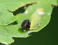 Silver-spotted Skipper (Epargyreus clarus) Note the puddle of green goo under the caterpillar's head -- when disturbed, larvae regurgitate a greenish chemical as a defense.<br />
<br />
Habitat: Some plant (I'm still trying to ID it); pondside in a mixed forested wetland<br />
https://www.jungledragon.com/image/152179/silver-spotted_skipper_epargyreus_clarus_leaf_shelter.html<br />
https://www.jungledragon.com/image/152178/silver-spotted_skipper_epargyreus_clarus.html<br />
https://www.jungledragon.com/image/152177/silver-spotted_skipper_epargyreus_clarus.html<br />
https://www.jungledragon.com/image/152176/silver-spotted_skipper_epargyreus_clarus.html<br />
https://www.jungledragon.com/image/152175/silver-spotted_skipper_epargyreus_clarus.html<br />
https://www.jungledragon.com/image/152180/silver-spotted_skipper_epargyreus_clarus_leaf_shelter.html<br />
https://www.jungledragon.com/image/152181/silver-spotted_skipper_epargyreus_clarus.html Caterpillar,Epargyreus,Epargyreus clarus,Geotagged,Silver-spotted Skipper,Summer,United States,larva