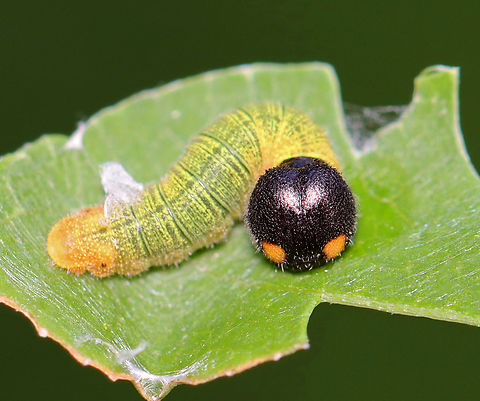 Silver-spotted Skipper (Epargyreus clarus) Habitat: Some plant (I'm still trying to ID it); pondside in a mixed forested wetland
https://www.jungledragon.com/image/152179/silver-spotted_skipper_epargyreus_clarus_leaf_shelter.html
https://www.jungledragon.com/image/152178/silver-spotted_skipper_epargyreus_clarus.html
https://www.jungledragon.com/image/152177/silver-spotted_skipper_epargyreus_clarus.html
https://www.jungledragon.com/image/152176/silver-spotted_skipper_epargyreus_clarus.html
https://www.jungledragon.com/image/152175/silver-spotted_skipper_epargyreus_clarus.html
https://www.jungledragon.com/image/152180/silver-spotted_skipper_epargyreus_clarus_leaf_shelter.html
https://www.jungledragon.com/image/152181/silver-spotted_skipper_epargyreus_clarus.html Epargyreus clarus,Geotagged,Silver-spotted Skipper,Summer,United States