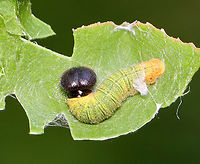 Silver-spotted Skipper (Epargyreus clarus) With that big head, I'm assuming it works out at the library.<br />
<br />
Habitat: Some plant (I'm still trying to ID it); pondside in a mixed forested wetland<br />
https://www.jungledragon.com/image/152179/silver-spotted_skipper_epargyreus_clarus_leaf_shelter.html<br />
https://www.jungledragon.com/image/152178/silver-spotted_skipper_epargyreus_clarus.html<br />
https://www.jungledragon.com/image/152177/silver-spotted_skipper_epargyreus_clarus.html<br />
https://www.jungledragon.com/image/152176/silver-spotted_skipper_epargyreus_clarus.html<br />
https://www.jungledragon.com/image/152175/silver-spotted_skipper_epargyreus_clarus.html<br />
https://www.jungledragon.com/image/152180/silver-spotted_skipper_epargyreus_clarus_leaf_shelter.html<br />
https://www.jungledragon.com/image/152181/silver-spotted_skipper_epargyreus_clarus.html Epargyreus clarus,Geotagged,Silver-spotted Skipper,Summer,United States