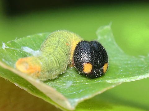 Silver-spotted Skipper (Epargyreus clarus) Habitat: Some plant (I'm still trying to ID it); pondside in a mixed forested wetland
https://www.jungledragon.com/image/152179/silver-spotted_skipper_epargyreus_clarus_leaf_shelter.html
https://www.jungledragon.com/image/152178/silver-spotted_skipper_epargyreus_clarus.html
https://www.jungledragon.com/image/152177/silver-spotted_skipper_epargyreus_clarus.html
https://www.jungledragon.com/image/152176/silver-spotted_skipper_epargyreus_clarus.html
https://www.jungledragon.com/image/152175/silver-spotted_skipper_epargyreus_clarus.html
https://www.jungledragon.com/image/152180/silver-spotted_skipper_epargyreus_clarus_leaf_shelter.html
https://www.jungledragon.com/image/152181/silver-spotted_skipper_epargyreus_clarus.html Epargyreus clarus,Geotagged,Silver-spotted Skipper,Summer,United States