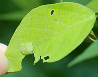 Silver-spotted Skipper (Epargyreus clarus) Leaf Shelter The caterpillar was under the leaf fold!<br />
<br />
Habitat: Some plant (I'm still trying to ID it); pondside in a mixed forested wetland<br />
https://www.jungledragon.com/image/152179/silver-spotted_skipper_epargyreus_clarus_leaf_shelter.html<br />
https://www.jungledragon.com/image/152178/silver-spotted_skipper_epargyreus_clarus.html<br />
https://www.jungledragon.com/image/152177/silver-spotted_skipper_epargyreus_clarus.html<br />
https://www.jungledragon.com/image/152176/silver-spotted_skipper_epargyreus_clarus.html<br />
https://www.jungledragon.com/image/152175/silver-spotted_skipper_epargyreus_clarus.html<br />
https://www.jungledragon.com/image/152180/silver-spotted_skipper_epargyreus_clarus_leaf_shelter.html<br />
https://www.jungledragon.com/image/152181/silver-spotted_skipper_epargyreus_clarus.html Epargyreus clarus,Geotagged,Silver-spotted Skipper,Summer,United States,caterpillar,larva,leaf shelter,signs of wildlife