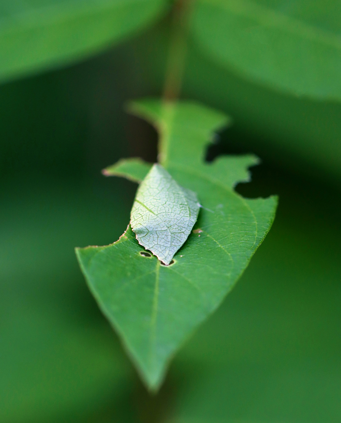 Silver-spotted Skipper (Epargyreus clarus) Leaf Shelter The caterpillar was under the leaf fold!<br />
<br />
Habitat: Some plant (I'm still trying to ID it); pondside in a mixed forested wetland<br />
<figure class="photo"><a href="https://www.jungledragon.com/image/152179/silver-spotted_skipper_epargyreus_clarus_leaf_shelter.html" title="Silver-spotted Skipper (Epargyreus clarus) Leaf Shelter"><img src="https://s3.amazonaws.com/media.jungledragon.com/images/3232/152179_thumb.jpg?AWSAccessKeyId=05GMT0V3GWVNE7GGM1R2&Expires=1770854410&Signature=XVzE5OCfdr9cDPik7NR%2F6trnhzM%3D" width="200" height="158" alt="Silver-spotted Skipper (Epargyreus clarus) Leaf Shelter The caterpillar was under the leaf fold!<br />
<br />
Habitat: Some plant (I'm still trying to ID it); pondside in a mixed forested wetland<br />
https://www.jungledragon.com/image/152179/silver-spotted_skipper_epargyreus_clarus_leaf_shelter.html<br />
https://www.jungledragon.com/image/152178/silver-spotted_skipper_epargyreus_clarus.html<br />
https://www.jungledragon.com/image/152177/silver-spotted_skipper_epargyreus_clarus.html<br />
https://www.jungledragon.com/image/152176/silver-spotted_skipper_epargyreus_clarus.html<br />
https://www.jungledragon.com/image/152175/silver-spotted_skipper_epargyreus_clarus.html<br />
https://www.jungledragon.com/image/152180/silver-spotted_skipper_epargyreus_clarus_leaf_shelter.html<br />
https://www.jungledragon.com/image/152181/silver-spotted_skipper_epargyreus_clarus.html Epargyreus clarus,Geotagged,Silver-spotted Skipper,Summer,United States,caterpillar,larva,leaf shelter,signs of wildlife" /></a></figure><br />
<figure class="photo"><a href="https://www.jungledragon.com/image/152178/silver-spotted_skipper_epargyreus_clarus.html" title="Silver-spotted Skipper (Epargyreus clarus)"><img src="https://s3.amazonaws.com/media.jungledragon.com/images/3232/152178_thumb.jpg?AWSAccessKeyId=05GMT0V3GWVNE7GGM1R2&Expires=1770854410&Signature=zH4uy3GoIYlm%2FUKdW2pL7SBT0mI%3D" width="200" height="150" alt="Silver-spotted Skipper (Epargyreus clarus) Habitat: Some plant (I'm still trying to ID it); pondside in a mixed forested wetland<br />
https://www.jungledragon.com/image/152179/silver-spotted_skipper_epargyreus_clarus_leaf_shelter.html<br />
https://www.jungledragon.com/image/152178/silver-spotted_skipper_epargyreus_clarus.html<br />
https://www.jungledragon.com/image/152177/silver-spotted_skipper_epargyreus_clarus.html<br />
https://www.jungledragon.com/image/152176/silver-spotted_skipper_epargyreus_clarus.html<br />
https://www.jungledragon.com/image/152175/silver-spotted_skipper_epargyreus_clarus.html<br />
https://www.jungledragon.com/image/152180/silver-spotted_skipper_epargyreus_clarus_leaf_shelter.html<br />
https://www.jungledragon.com/image/152181/silver-spotted_skipper_epargyreus_clarus.html Epargyreus clarus,Geotagged,Silver-spotted Skipper,Summer,United States" /></a></figure><br />
<figure class="photo"><a href="https://www.jungledragon.com/image/152177/silver-spotted_skipper_epargyreus_clarus.html" title="Silver-spotted Skipper (Epargyreus clarus)"><img src="https://s3.amazonaws.com/media.jungledragon.com/images/3232/152177_thumb.jpg?AWSAccessKeyId=05GMT0V3GWVNE7GGM1R2&Expires=1770854410&Signature=igZSyqFDuC05tpLjwp7Ja%2BoVxvc%3D" width="200" height="166" alt="Silver-spotted Skipper (Epargyreus clarus) With that big head, I'm assuming it works out at the library.<br />
<br />
Habitat: Some plant (I'm still trying to ID it); pondside in a mixed forested wetland<br />
https://www.jungledragon.com/image/152179/silver-spotted_skipper_epargyreus_clarus_leaf_shelter.html<br />
https://www.jungledragon.com/image/152178/silver-spotted_skipper_epargyreus_clarus.html<br />
https://www.jungledragon.com/image/152177/silver-spotted_skipper_epargyreus_clarus.html<br />
https://www.jungledragon.com/image/152176/silver-spotted_skipper_epargyreus_clarus.html<br />
https://www.jungledragon.com/image/152175/silver-spotted_skipper_epargyreus_clarus.html<br />
https://www.jungledragon.com/image/152180/silver-spotted_skipper_epargyreus_clarus_leaf_shelter.html<br />
https://www.jungledragon.com/image/152181/silver-spotted_skipper_epargyreus_clarus.html Epargyreus clarus,Geotagged,Silver-spotted Skipper,Summer,United States" /></a></figure><br />
<figure class="photo"><a href="https://www.jungledragon.com/image/152176/silver-spotted_skipper_epargyreus_clarus.html" title="Silver-spotted Skipper (Epargyreus clarus)"><img src="https://s3.amazonaws.com/media.jungledragon.com/images/3232/152176_thumb.jpg?AWSAccessKeyId=05GMT0V3GWVNE7GGM1R2&Expires=1770854410&Signature=ePMDYo7FdPBa8CiTKPk2E%2BY%2F5UM%3D" width="200" height="168" alt="Silver-spotted Skipper (Epargyreus clarus) Habitat: Some plant (I'm still trying to ID it); pondside in a mixed forested wetland<br />
https://www.jungledragon.com/image/152179/silver-spotted_skipper_epargyreus_clarus_leaf_shelter.html<br />
https://www.jungledragon.com/image/152178/silver-spotted_skipper_epargyreus_clarus.html<br />
https://www.jungledragon.com/image/152177/silver-spotted_skipper_epargyreus_clarus.html<br />
https://www.jungledragon.com/image/152176/silver-spotted_skipper_epargyreus_clarus.html<br />
https://www.jungledragon.com/image/152175/silver-spotted_skipper_epargyreus_clarus.html<br />
https://www.jungledragon.com/image/152180/silver-spotted_skipper_epargyreus_clarus_leaf_shelter.html<br />
https://www.jungledragon.com/image/152181/silver-spotted_skipper_epargyreus_clarus.html Epargyreus clarus,Geotagged,Silver-spotted Skipper,Summer,United States" /></a></figure><br />
<figure class="photo"><a href="https://www.jungledragon.com/image/152175/silver-spotted_skipper_epargyreus_clarus.html" title="Silver-spotted Skipper (Epargyreus clarus)"><img src="https://s3.amazonaws.com/media.jungledragon.com/images/3232/152175_thumb.jpg?AWSAccessKeyId=05GMT0V3GWVNE7GGM1R2&Expires=1770854410&Signature=O9HMWwawRiOaMHDocF4tAbH0x0c%3D" width="200" height="156" alt="Silver-spotted Skipper (Epargyreus clarus) Note the puddle of green goo under the caterpillar's head -- when disturbed, larvae regurgitate a greenish chemical as a defense.<br />
<br />
Habitat: Some plant (I'm still trying to ID it); pondside in a mixed forested wetland<br />
https://www.jungledragon.com/image/152179/silver-spotted_skipper_epargyreus_clarus_leaf_shelter.html<br />
https://www.jungledragon.com/image/152178/silver-spotted_skipper_epargyreus_clarus.html<br />
https://www.jungledragon.com/image/152177/silver-spotted_skipper_epargyreus_clarus.html<br />
https://www.jungledragon.com/image/152176/silver-spotted_skipper_epargyreus_clarus.html<br />
https://www.jungledragon.com/image/152175/silver-spotted_skipper_epargyreus_clarus.html<br />
https://www.jungledragon.com/image/152180/silver-spotted_skipper_epargyreus_clarus_leaf_shelter.html<br />
https://www.jungledragon.com/image/152181/silver-spotted_skipper_epargyreus_clarus.html Caterpillar,Epargyreus,Epargyreus clarus,Geotagged,Silver-spotted Skipper,Summer,United States,larva" /></a></figure><br />
<figure class="photo"><a href="https://www.jungledragon.com/image/152180/silver-spotted_skipper_epargyreus_clarus_leaf_shelter.html" title="Silver-spotted Skipper (Epargyreus clarus) Leaf Shelter"><img src="https://s3.amazonaws.com/media.jungledragon.com/images/3232/152180_thumb.jpg?AWSAccessKeyId=05GMT0V3GWVNE7GGM1R2&Expires=1770854410&Signature=v4%2FDGHAiRjgT62crQ6wrSs3NPCI%3D" width="124" height="152" alt="Silver-spotted Skipper (Epargyreus clarus) Leaf Shelter The caterpillar was under the leaf fold!<br />
<br />
Habitat: Some plant (I'm still trying to ID it); pondside in a mixed forested wetland<br />
https://www.jungledragon.com/image/152179/silver-spotted_skipper_epargyreus_clarus_leaf_shelter.html<br />
https://www.jungledragon.com/image/152178/silver-spotted_skipper_epargyreus_clarus.html<br />
https://www.jungledragon.com/image/152177/silver-spotted_skipper_epargyreus_clarus.html<br />
https://www.jungledragon.com/image/152176/silver-spotted_skipper_epargyreus_clarus.html<br />
https://www.jungledragon.com/image/152175/silver-spotted_skipper_epargyreus_clarus.html<br />
https://www.jungledragon.com/image/152180/silver-spotted_skipper_epargyreus_clarus_leaf_shelter.html<br />
https://www.jungledragon.com/image/152181/silver-spotted_skipper_epargyreus_clarus.html Epargyreus clarus,Geotagged,Silver-spotted Skipper,Summer,United States" /></a></figure><br />
<figure class="photo"><a href="https://www.jungledragon.com/image/152181/silver-spotted_skipper_epargyreus_clarus.html" title="Silver-spotted Skipper (Epargyreus clarus)"><img src="https://s3.amazonaws.com/media.jungledragon.com/images/3232/152181_thumb.jpg?AWSAccessKeyId=05GMT0V3GWVNE7GGM1R2&Expires=1770854410&Signature=9ZjF43ltDmWnH2w5KmswOi%2Fl4dc%3D" width="200" height="148" alt="Silver-spotted Skipper (Epargyreus clarus) Early instar<br />
<br />
Habitat: Some plant (I'm still trying to ID it); pondside in a mixed forested wetland<br />
https://www.jungledragon.com/image/152179/silver-spotted_skipper_epargyreus_clarus_leaf_shelter.html<br />
https://www.jungledragon.com/image/152178/silver-spotted_skipper_epargyreus_clarus.html<br />
https://www.jungledragon.com/image/152177/silver-spotted_skipper_epargyreus_clarus.html<br />
https://www.jungledragon.com/image/152176/silver-spotted_skipper_epargyreus_clarus.html<br />
https://www.jungledragon.com/image/152175/silver-spotted_skipper_epargyreus_clarus.html<br />
https://www.jungledragon.com/image/152180/silver-spotted_skipper_epargyreus_clarus_leaf_shelter.html<br />
https://www.jungledragon.com/image/152181/silver-spotted_skipper_epargyreus_clarus.html Epargyreus clarus,Geotagged,Silver-spotted Skipper,Summer,United States" /></a></figure> Epargyreus clarus,Geotagged,Silver-spotted Skipper,Summer,United States