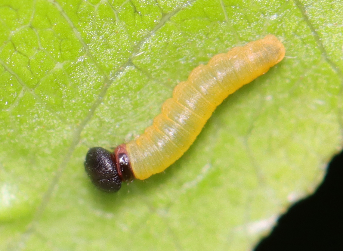 Silver-spotted Skipper (Epargyreus clarus) Early instar<br />
<br />
Habitat: Some plant (I'm still trying to ID it); pondside in a mixed forested wetland<br />
<figure class="photo"><a href="https://www.jungledragon.com/image/152179/silver-spotted_skipper_epargyreus_clarus_leaf_shelter.html" title="Silver-spotted Skipper (Epargyreus clarus) Leaf Shelter"><img src="https://s3.amazonaws.com/media.jungledragon.com/images/3232/152179_thumb.jpg?AWSAccessKeyId=05GMT0V3GWVNE7GGM1R2&Expires=1770854410&Signature=XVzE5OCfdr9cDPik7NR%2F6trnhzM%3D" width="200" height="158" alt="Silver-spotted Skipper (Epargyreus clarus) Leaf Shelter The caterpillar was under the leaf fold!<br />
<br />
Habitat: Some plant (I'm still trying to ID it); pondside in a mixed forested wetland<br />
https://www.jungledragon.com/image/152179/silver-spotted_skipper_epargyreus_clarus_leaf_shelter.html<br />
https://www.jungledragon.com/image/152178/silver-spotted_skipper_epargyreus_clarus.html<br />
https://www.jungledragon.com/image/152177/silver-spotted_skipper_epargyreus_clarus.html<br />
https://www.jungledragon.com/image/152176/silver-spotted_skipper_epargyreus_clarus.html<br />
https://www.jungledragon.com/image/152175/silver-spotted_skipper_epargyreus_clarus.html<br />
https://www.jungledragon.com/image/152180/silver-spotted_skipper_epargyreus_clarus_leaf_shelter.html<br />
https://www.jungledragon.com/image/152181/silver-spotted_skipper_epargyreus_clarus.html Epargyreus clarus,Geotagged,Silver-spotted Skipper,Summer,United States,caterpillar,larva,leaf shelter,signs of wildlife" /></a></figure><br />
<figure class="photo"><a href="https://www.jungledragon.com/image/152178/silver-spotted_skipper_epargyreus_clarus.html" title="Silver-spotted Skipper (Epargyreus clarus)"><img src="https://s3.amazonaws.com/media.jungledragon.com/images/3232/152178_thumb.jpg?AWSAccessKeyId=05GMT0V3GWVNE7GGM1R2&Expires=1770854410&Signature=zH4uy3GoIYlm%2FUKdW2pL7SBT0mI%3D" width="200" height="150" alt="Silver-spotted Skipper (Epargyreus clarus) Habitat: Some plant (I'm still trying to ID it); pondside in a mixed forested wetland<br />
https://www.jungledragon.com/image/152179/silver-spotted_skipper_epargyreus_clarus_leaf_shelter.html<br />
https://www.jungledragon.com/image/152178/silver-spotted_skipper_epargyreus_clarus.html<br />
https://www.jungledragon.com/image/152177/silver-spotted_skipper_epargyreus_clarus.html<br />
https://www.jungledragon.com/image/152176/silver-spotted_skipper_epargyreus_clarus.html<br />
https://www.jungledragon.com/image/152175/silver-spotted_skipper_epargyreus_clarus.html<br />
https://www.jungledragon.com/image/152180/silver-spotted_skipper_epargyreus_clarus_leaf_shelter.html<br />
https://www.jungledragon.com/image/152181/silver-spotted_skipper_epargyreus_clarus.html Epargyreus clarus,Geotagged,Silver-spotted Skipper,Summer,United States" /></a></figure><br />
<figure class="photo"><a href="https://www.jungledragon.com/image/152177/silver-spotted_skipper_epargyreus_clarus.html" title="Silver-spotted Skipper (Epargyreus clarus)"><img src="https://s3.amazonaws.com/media.jungledragon.com/images/3232/152177_thumb.jpg?AWSAccessKeyId=05GMT0V3GWVNE7GGM1R2&Expires=1770854410&Signature=igZSyqFDuC05tpLjwp7Ja%2BoVxvc%3D" width="200" height="166" alt="Silver-spotted Skipper (Epargyreus clarus) With that big head, I'm assuming it works out at the library.<br />
<br />
Habitat: Some plant (I'm still trying to ID it); pondside in a mixed forested wetland<br />
https://www.jungledragon.com/image/152179/silver-spotted_skipper_epargyreus_clarus_leaf_shelter.html<br />
https://www.jungledragon.com/image/152178/silver-spotted_skipper_epargyreus_clarus.html<br />
https://www.jungledragon.com/image/152177/silver-spotted_skipper_epargyreus_clarus.html<br />
https://www.jungledragon.com/image/152176/silver-spotted_skipper_epargyreus_clarus.html<br />
https://www.jungledragon.com/image/152175/silver-spotted_skipper_epargyreus_clarus.html<br />
https://www.jungledragon.com/image/152180/silver-spotted_skipper_epargyreus_clarus_leaf_shelter.html<br />
https://www.jungledragon.com/image/152181/silver-spotted_skipper_epargyreus_clarus.html Epargyreus clarus,Geotagged,Silver-spotted Skipper,Summer,United States" /></a></figure><br />
<figure class="photo"><a href="https://www.jungledragon.com/image/152176/silver-spotted_skipper_epargyreus_clarus.html" title="Silver-spotted Skipper (Epargyreus clarus)"><img src="https://s3.amazonaws.com/media.jungledragon.com/images/3232/152176_thumb.jpg?AWSAccessKeyId=05GMT0V3GWVNE7GGM1R2&Expires=1770854410&Signature=ePMDYo7FdPBa8CiTKPk2E%2BY%2F5UM%3D" width="200" height="168" alt="Silver-spotted Skipper (Epargyreus clarus) Habitat: Some plant (I'm still trying to ID it); pondside in a mixed forested wetland<br />
https://www.jungledragon.com/image/152179/silver-spotted_skipper_epargyreus_clarus_leaf_shelter.html<br />
https://www.jungledragon.com/image/152178/silver-spotted_skipper_epargyreus_clarus.html<br />
https://www.jungledragon.com/image/152177/silver-spotted_skipper_epargyreus_clarus.html<br />
https://www.jungledragon.com/image/152176/silver-spotted_skipper_epargyreus_clarus.html<br />
https://www.jungledragon.com/image/152175/silver-spotted_skipper_epargyreus_clarus.html<br />
https://www.jungledragon.com/image/152180/silver-spotted_skipper_epargyreus_clarus_leaf_shelter.html<br />
https://www.jungledragon.com/image/152181/silver-spotted_skipper_epargyreus_clarus.html Epargyreus clarus,Geotagged,Silver-spotted Skipper,Summer,United States" /></a></figure><br />
<figure class="photo"><a href="https://www.jungledragon.com/image/152175/silver-spotted_skipper_epargyreus_clarus.html" title="Silver-spotted Skipper (Epargyreus clarus)"><img src="https://s3.amazonaws.com/media.jungledragon.com/images/3232/152175_thumb.jpg?AWSAccessKeyId=05GMT0V3GWVNE7GGM1R2&Expires=1770854410&Signature=O9HMWwawRiOaMHDocF4tAbH0x0c%3D" width="200" height="156" alt="Silver-spotted Skipper (Epargyreus clarus) Note the puddle of green goo under the caterpillar's head -- when disturbed, larvae regurgitate a greenish chemical as a defense.<br />
<br />
Habitat: Some plant (I'm still trying to ID it); pondside in a mixed forested wetland<br />
https://www.jungledragon.com/image/152179/silver-spotted_skipper_epargyreus_clarus_leaf_shelter.html<br />
https://www.jungledragon.com/image/152178/silver-spotted_skipper_epargyreus_clarus.html<br />
https://www.jungledragon.com/image/152177/silver-spotted_skipper_epargyreus_clarus.html<br />
https://www.jungledragon.com/image/152176/silver-spotted_skipper_epargyreus_clarus.html<br />
https://www.jungledragon.com/image/152175/silver-spotted_skipper_epargyreus_clarus.html<br />
https://www.jungledragon.com/image/152180/silver-spotted_skipper_epargyreus_clarus_leaf_shelter.html<br />
https://www.jungledragon.com/image/152181/silver-spotted_skipper_epargyreus_clarus.html Caterpillar,Epargyreus,Epargyreus clarus,Geotagged,Silver-spotted Skipper,Summer,United States,larva" /></a></figure><br />
<figure class="photo"><a href="https://www.jungledragon.com/image/152180/silver-spotted_skipper_epargyreus_clarus_leaf_shelter.html" title="Silver-spotted Skipper (Epargyreus clarus) Leaf Shelter"><img src="https://s3.amazonaws.com/media.jungledragon.com/images/3232/152180_thumb.jpg?AWSAccessKeyId=05GMT0V3GWVNE7GGM1R2&Expires=1770854410&Signature=v4%2FDGHAiRjgT62crQ6wrSs3NPCI%3D" width="124" height="152" alt="Silver-spotted Skipper (Epargyreus clarus) Leaf Shelter The caterpillar was under the leaf fold!<br />
<br />
Habitat: Some plant (I'm still trying to ID it); pondside in a mixed forested wetland<br />
https://www.jungledragon.com/image/152179/silver-spotted_skipper_epargyreus_clarus_leaf_shelter.html<br />
https://www.jungledragon.com/image/152178/silver-spotted_skipper_epargyreus_clarus.html<br />
https://www.jungledragon.com/image/152177/silver-spotted_skipper_epargyreus_clarus.html<br />
https://www.jungledragon.com/image/152176/silver-spotted_skipper_epargyreus_clarus.html<br />
https://www.jungledragon.com/image/152175/silver-spotted_skipper_epargyreus_clarus.html<br />
https://www.jungledragon.com/image/152180/silver-spotted_skipper_epargyreus_clarus_leaf_shelter.html<br />
https://www.jungledragon.com/image/152181/silver-spotted_skipper_epargyreus_clarus.html Epargyreus clarus,Geotagged,Silver-spotted Skipper,Summer,United States" /></a></figure><br />
<figure class="photo"><a href="https://www.jungledragon.com/image/152181/silver-spotted_skipper_epargyreus_clarus.html" title="Silver-spotted Skipper (Epargyreus clarus)"><img src="https://s3.amazonaws.com/media.jungledragon.com/images/3232/152181_thumb.jpg?AWSAccessKeyId=05GMT0V3GWVNE7GGM1R2&Expires=1770854410&Signature=9ZjF43ltDmWnH2w5KmswOi%2Fl4dc%3D" width="200" height="148" alt="Silver-spotted Skipper (Epargyreus clarus) Early instar<br />
<br />
Habitat: Some plant (I'm still trying to ID it); pondside in a mixed forested wetland<br />
https://www.jungledragon.com/image/152179/silver-spotted_skipper_epargyreus_clarus_leaf_shelter.html<br />
https://www.jungledragon.com/image/152178/silver-spotted_skipper_epargyreus_clarus.html<br />
https://www.jungledragon.com/image/152177/silver-spotted_skipper_epargyreus_clarus.html<br />
https://www.jungledragon.com/image/152176/silver-spotted_skipper_epargyreus_clarus.html<br />
https://www.jungledragon.com/image/152175/silver-spotted_skipper_epargyreus_clarus.html<br />
https://www.jungledragon.com/image/152180/silver-spotted_skipper_epargyreus_clarus_leaf_shelter.html<br />
https://www.jungledragon.com/image/152181/silver-spotted_skipper_epargyreus_clarus.html Epargyreus clarus,Geotagged,Silver-spotted Skipper,Summer,United States" /></a></figure> Epargyreus clarus,Geotagged,Silver-spotted Skipper,Summer,United States